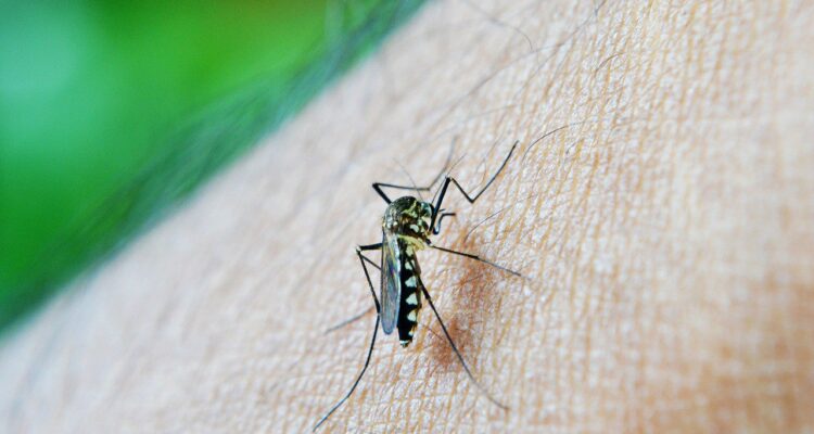 Do Certain Scents Attract Mosquitoes